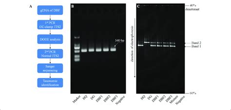 Pcr Dgge Procedure And Electrophoresis Results A The Pcr Dgge Download Scientific Diagram