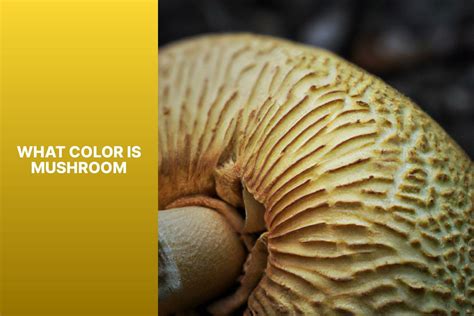 What Color Is Mushroom?