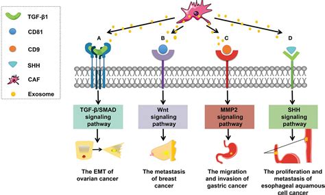 Frontiers Emerging Role Of Cancer Associated Fibroblasts Derived