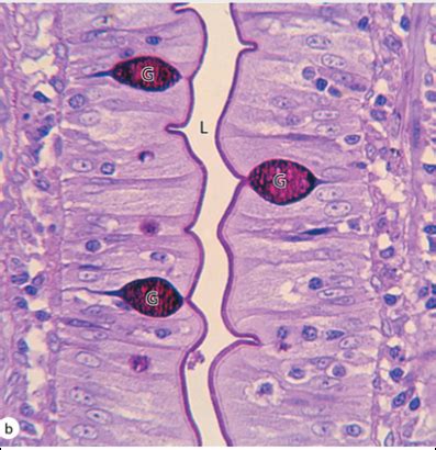 Histology Flashcards Quizlet