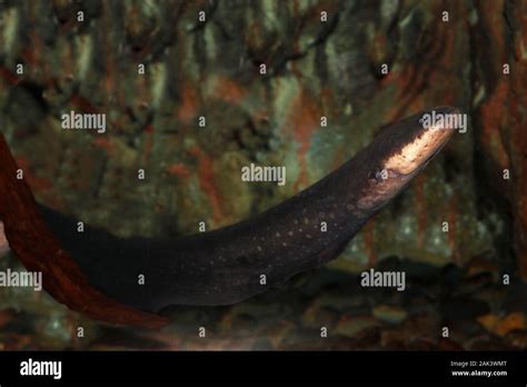 Electric Eel Electrophorus Electricus Adult Stock Photo Alamy