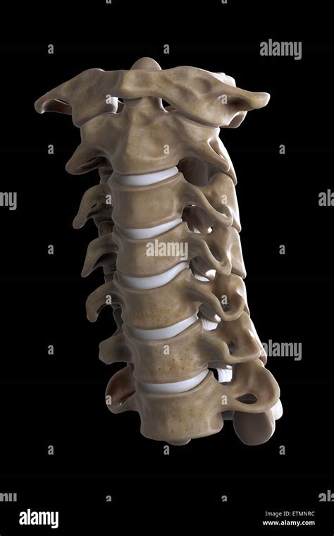 Illustrazione Che Mostra Tutte Le Sette Vertebre Cervicali Foto Stock