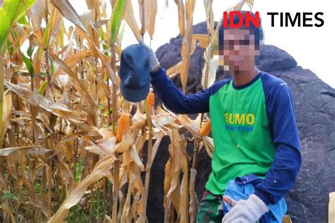 Pemda Bima Target Produksi Ribu Ton Jagung Tahun