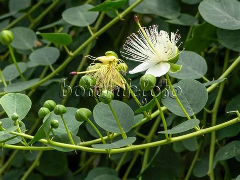 Capparis Sepiaria