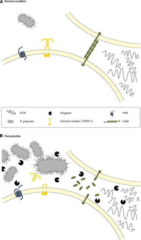 Gingipain-mediated proteolysis in a diseased tissue. (A) Under normal ... 