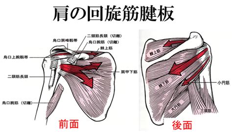 腱板損傷 痛み治療と姿勢改善のことなら整体院指楽へ