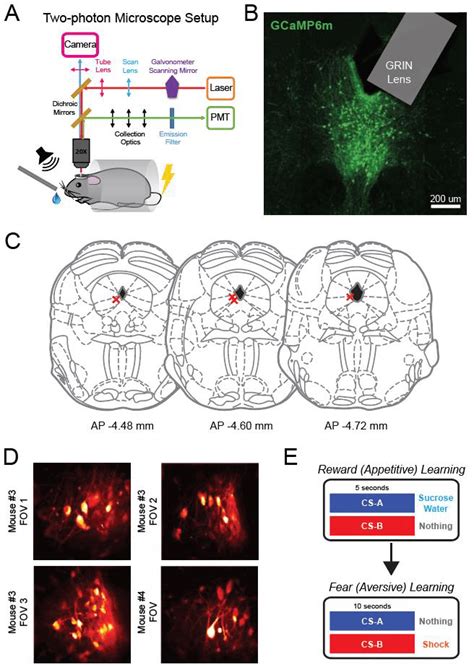 Two Photon Imaging Of Drn Da Neurons During Associative Learning Tasks Download Scientific