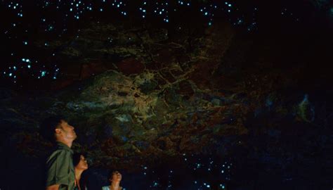 Glow Worm Tour - Tour Gold Coast