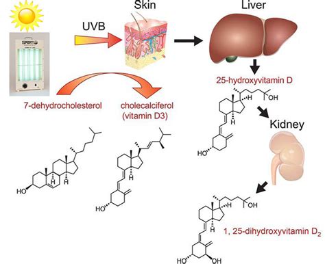 How A Vitamin D Lamp Works SPERTI