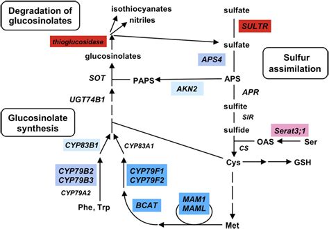 Slim Mediated Regulation Of Sulfur Assimilation And Glucosinolate