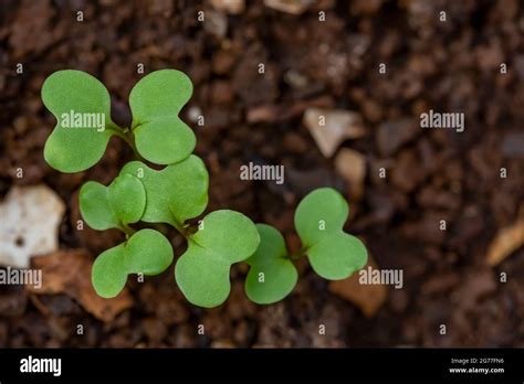 Brote De Brassica Rapa Grupo Chinensis Que Crece A Partir Del Suelo