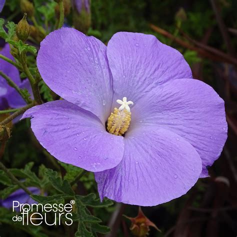 Alyogyne Huegelii Hibiscus Bleu Daustralie Très Florifère