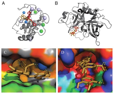 Ribbon Model Of A Mmp 9 And Inhibitors And B Upa And Inhibitors Download Scientific