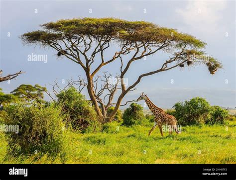 Masai Giraffe Massai Giraffe In Amboseli National Park Kenya Africa