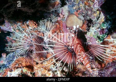 Spotted Lionfishes Pterois Antennata From The Maldives Stock Photo