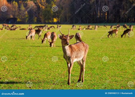 Young Male Red Deer Cervus Elaphus Grazing In The Meadow At The