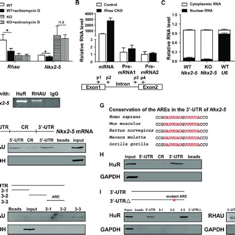 Association Of Hur And Rhau With Nkx2 5 Mrna Download Scientific Diagram