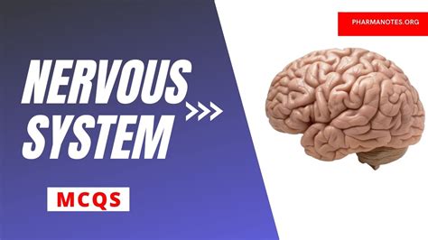 Nervous System Multiple Choice Question