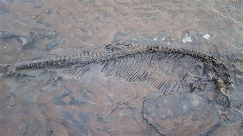 65-million-year-old ‘ichthyosaur’ skeleton found on beach thanks to man ...