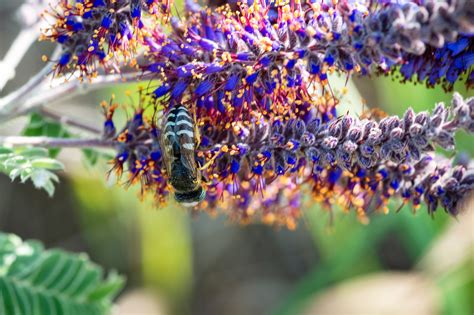 100 Purple LEAD PLANT Amorpha Canescens Wild Tea Downy Indigo Native F