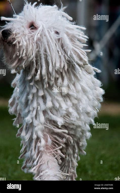 Komondor Jumping