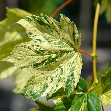 Acer Pseudoplatanus Leopoldii