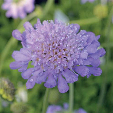 Butterfly Blue Pincushion Flower from Jackson & Perkins