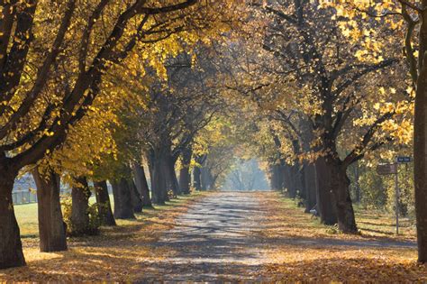 Fotos Gratis Paisaje Rbol Naturaleza Bosque Camino Al Aire