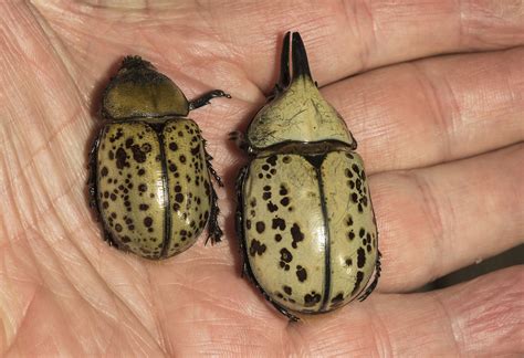 Eastern Hercules Beetle Flying