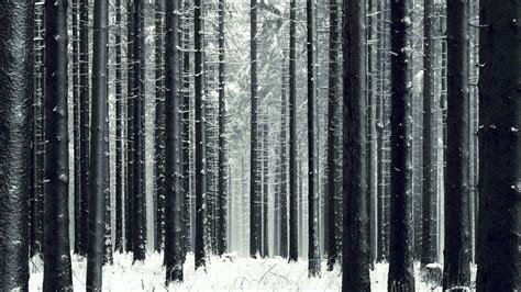 Snowy Forest Wallpapers - Top Free Snowy Forest Backgrounds ...