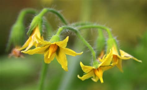 Self-Pollinating Vegetables - Harvest to Table