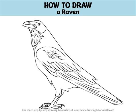 How To Draw A Raven Birds Step By Step