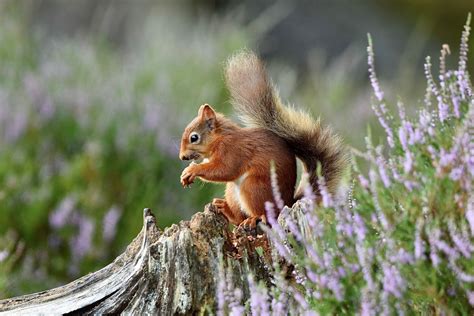 AUTUMN IS THE BEST TIME TO SEE RED SQUIRRELS - Red Squirrel Survival Trust