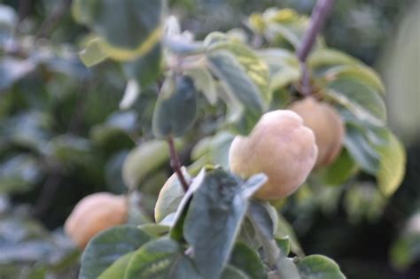 Premium Photo | Photo of a quince fruit tree in nature fruit leaves