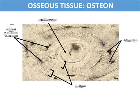 Osteon Diagram Quizlet