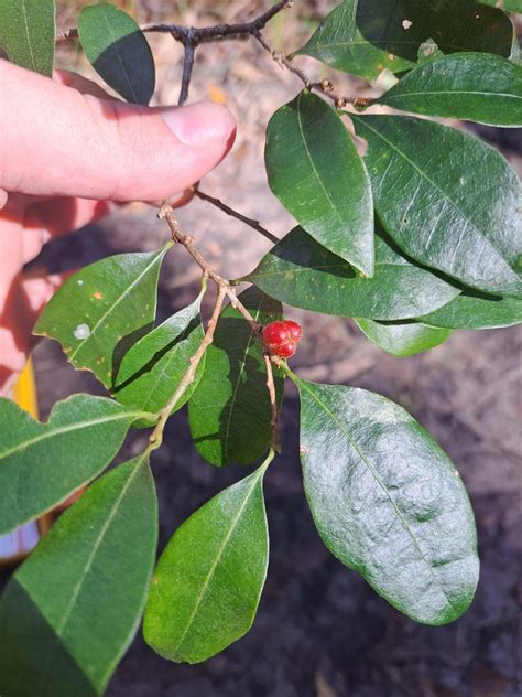 Cleistanthus From Richmond Valley Bal Au Ns Au On May 03 2023 At 10