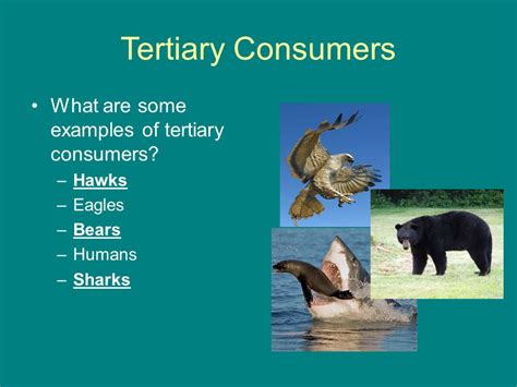 Tertiary Consumer Examples