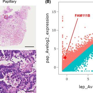 Pdf Fam B Enhances Proliferation Of Kras Driven Lung