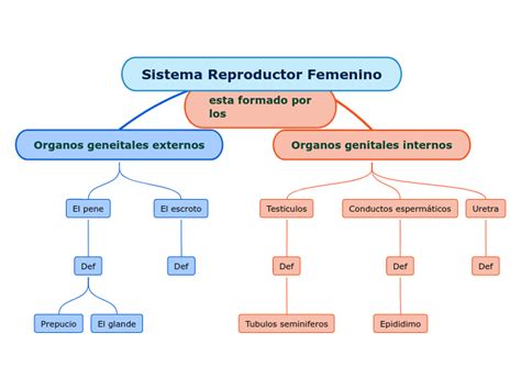 Mapa Conceptual Aparato Reproductor Femenino Cuadro Sinoptico Images And Photos Finder