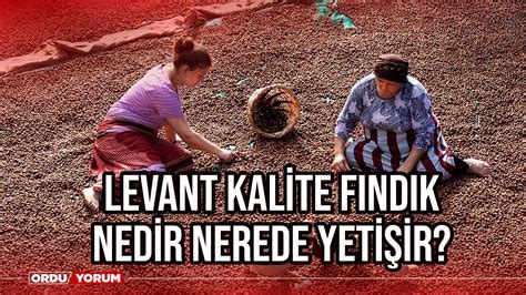 Levant kalite fındık nedir Nerede yetişir Ordu Son Dakika Haberleri