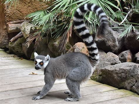 Lemur catta / Ring-tailed lemur in Jungle Park