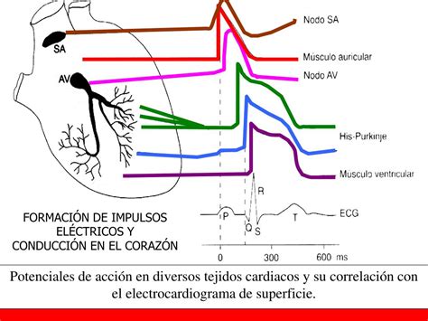 Ppt Sistema De Conducci N Del Coraz N Powerpoint Presentation Free