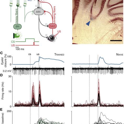 Purkinje Cell Characterization Download Scientific Diagram