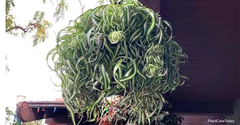 Curly Spider Plant Care | Growing Chlorophytum Comosum Bonnie