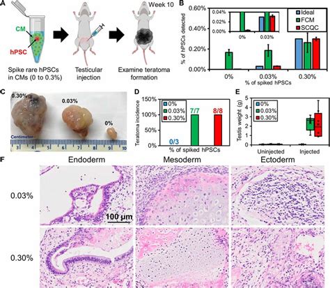 Rare HPSCs Form Teratomas In Vivo A Workflow Of The Teratoma Forming