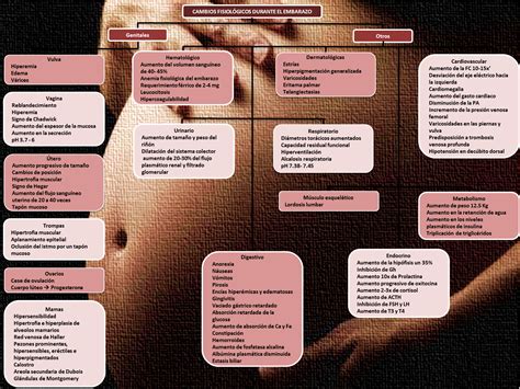 Mapa De Cambios Fisiologicos Del Embarazo Cambios Fisiologicos En El