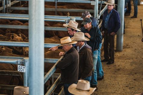 Livestock Ray White Rural And Livestock Dalby