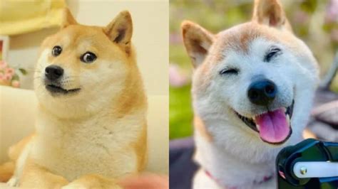 Muere la famosa perrita que inspiró el meme Doge y la criptomoneda