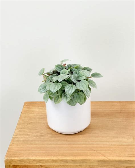 Peperomia ‘napoli Nights Plantvine