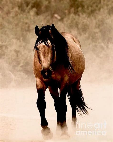 Wild Buckskin Mustang Stallion Horses Pretty Horses Horse Love